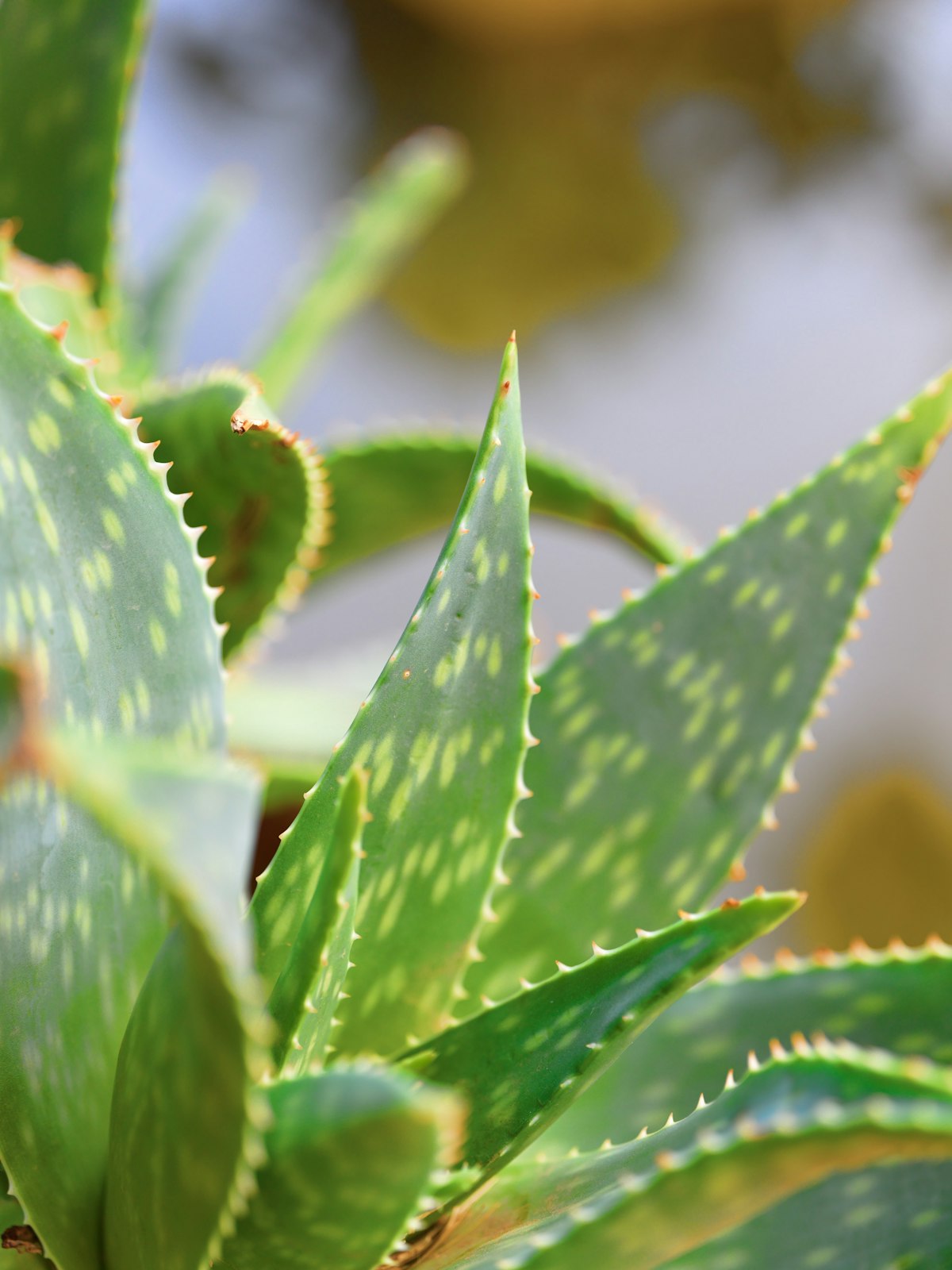 Aloe vera leaves